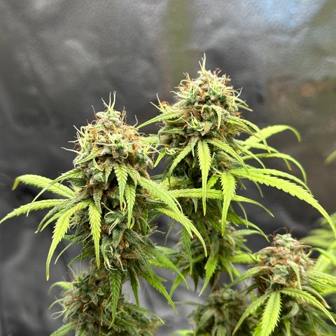 Trainwreck Auto growlog timeline photo