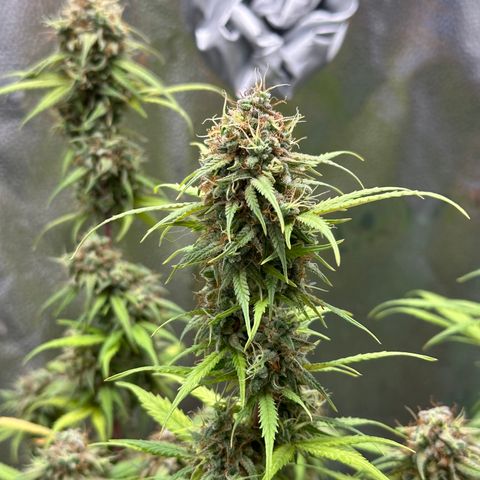 Trainwreck Auto growlog timeline photo