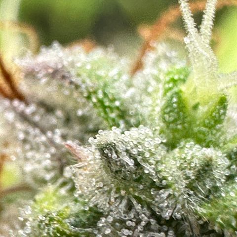 Trainwreck Auto growlog timeline photo