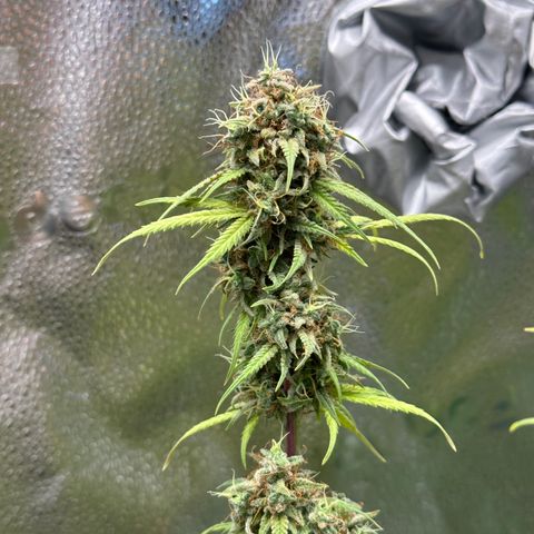 Trainwreck Auto growlog timeline photo