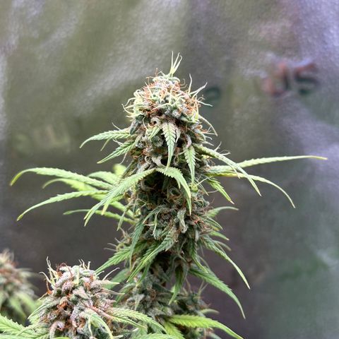 Trainwreck Auto growlog timeline photo