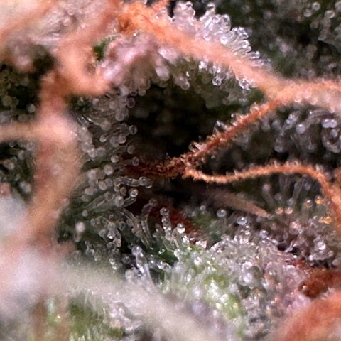 Trainwreck Auto growlog timeline photo