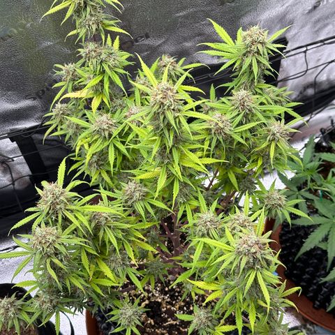 Trainwreck Auto growlog timeline photo
