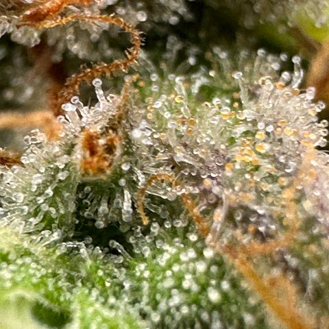 Trainwreck Auto growlog timeline photo