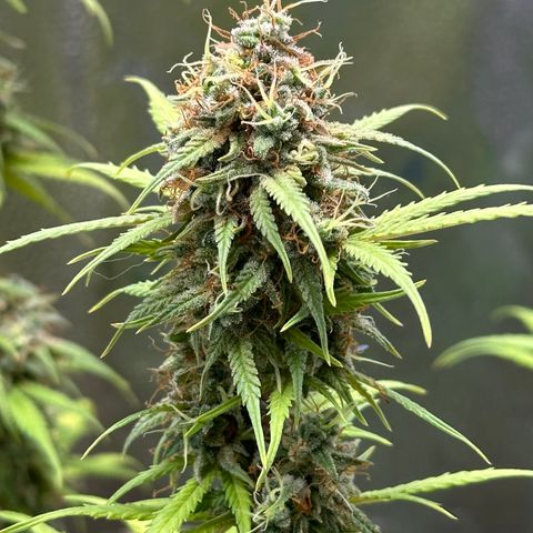 Trainwreck Auto growlog timeline photo