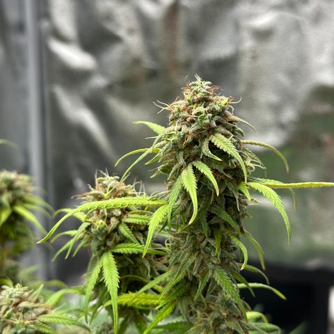 Trainwreck Auto growlog timeline photo