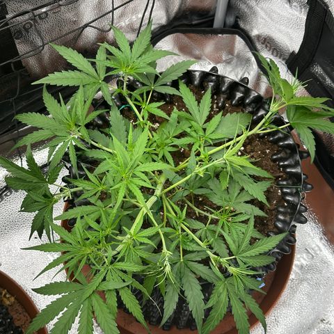 Orion F1 #2 growlog timeline photo