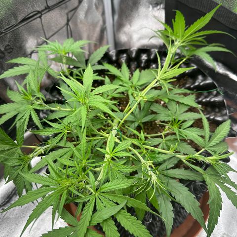Orion F1 #2 growlog timeline photo