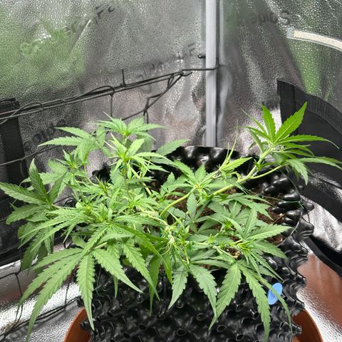 Orion F1 #2 growlog timeline photo