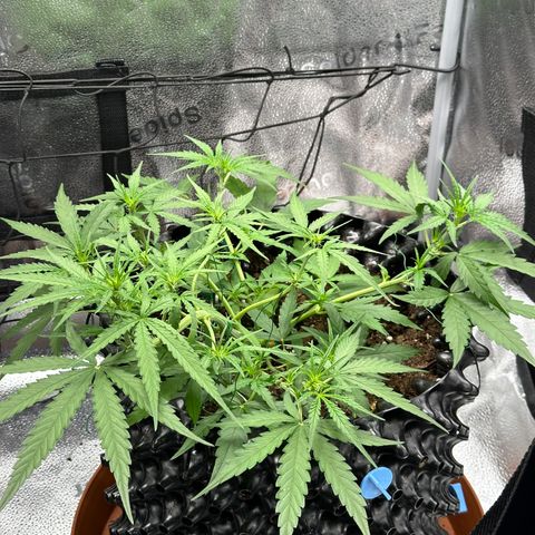 Orion F1 #2 growlog timeline photo
