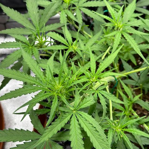 Orion F1 #2 growlog timeline photo