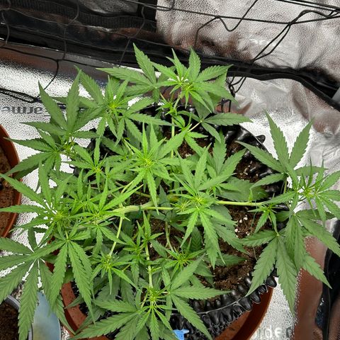 Orion F1 #2 growlog timeline photo