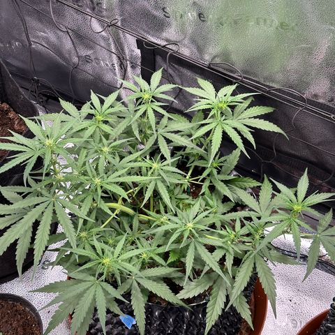 Orion F1 #2 growlog timeline photo