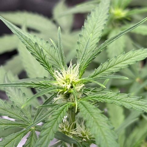 Orion F1 #2 growlog timeline photo