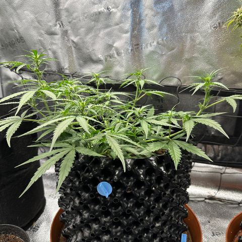 Orion F1 #2 growlog timeline photo