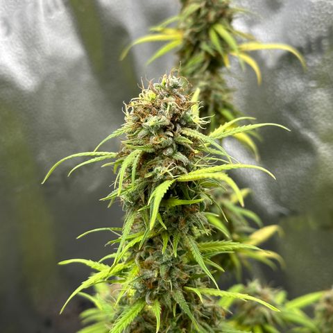 Trainwreck Auto growlog timeline photo
