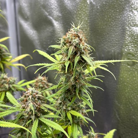 Trainwreck Auto growlog timeline photo