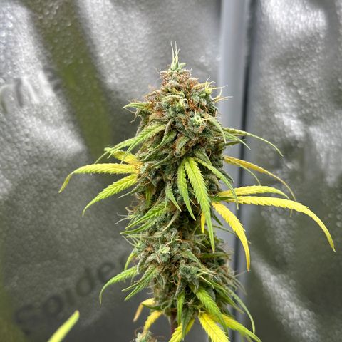 Trainwreck Auto growlog timeline photo