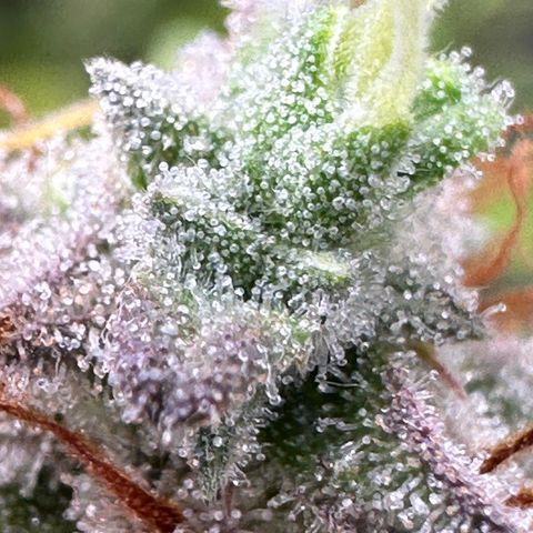 Trainwreck Auto growlog timeline photo