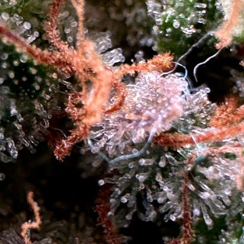 Trainwreck Auto growlog timeline photo