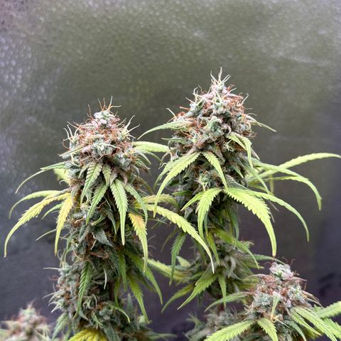 Trainwreck Auto growlog timeline photo