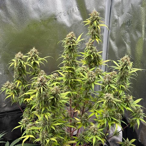 Trainwreck Auto growlog timeline photo