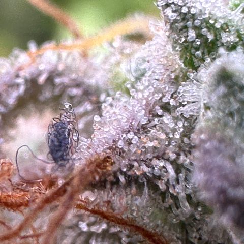 Trainwreck Auto growlog timeline photo