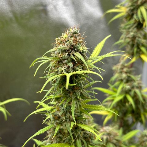 Trainwreck Auto growlog timeline photo
