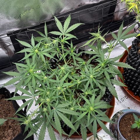 Orion F1 #2 growlog timeline photo