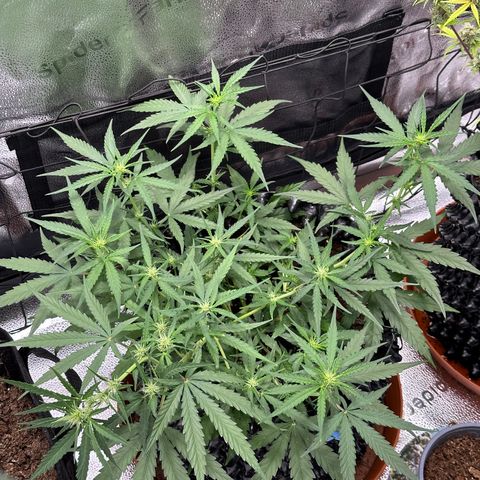 Orion F1 #2 growlog timeline photo