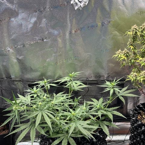 Orion F1 #2 growlog timeline photo