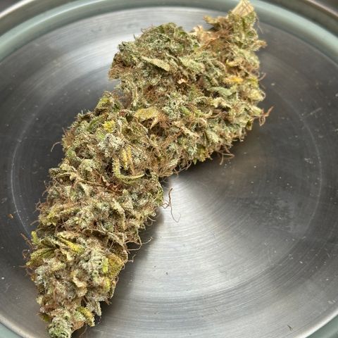 Pink Runtz Auto growlog timeline photo