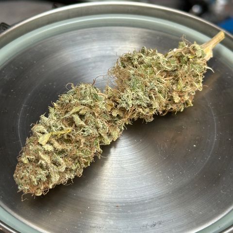 Pink Runtz Auto growlog timeline photo