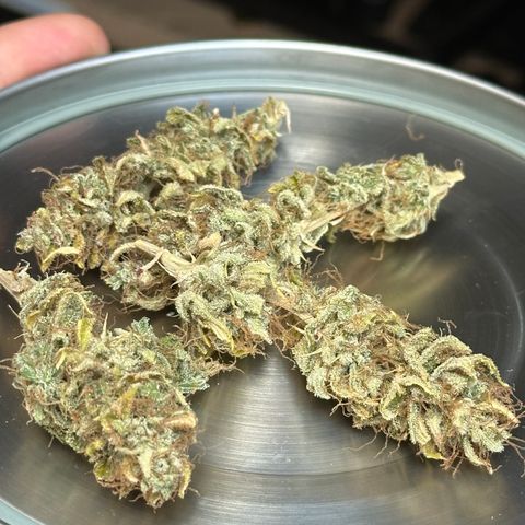 Pink Runtz Auto growlog timeline photo