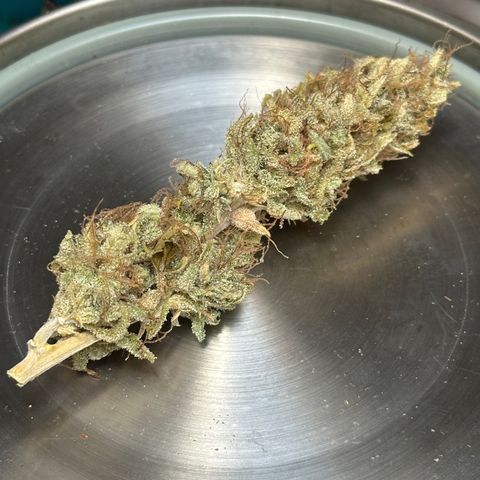 Pink Runtz Auto growlog timeline photo