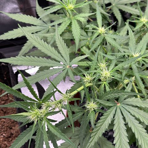 Orion F1 #2 growlog timeline photo