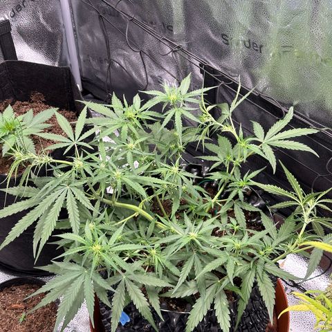 Orion F1 #2 growlog timeline photo