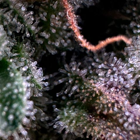 Trainwreck Auto growlog timeline photo