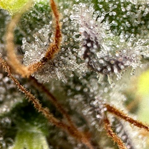 Trainwreck Auto growlog timeline photo