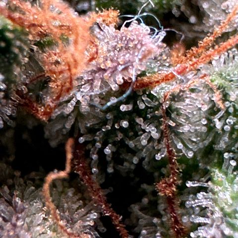 Trainwreck Auto growlog timeline photo