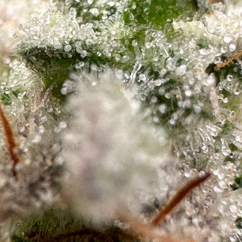 Trainwreck Auto growlog timeline photo