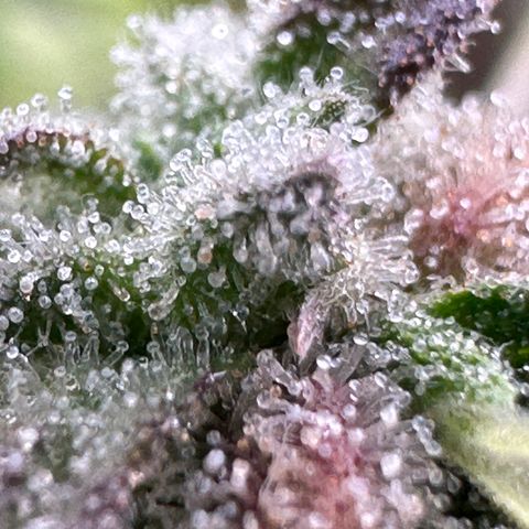 Trainwreck Auto growlog timeline photo