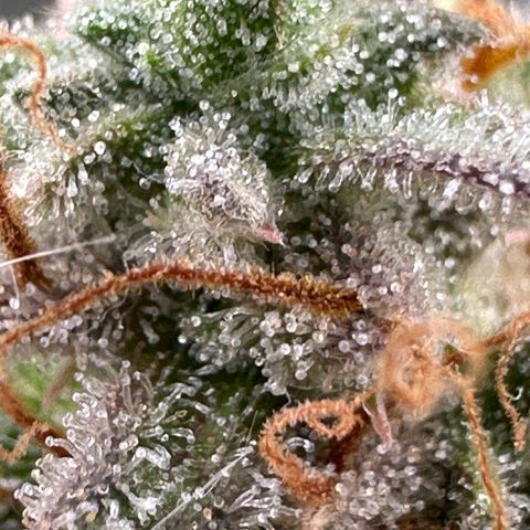 Trainwreck Auto growlog timeline photo