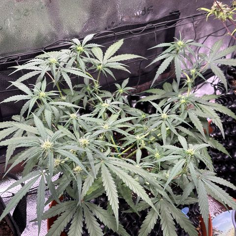 Orion F1 #2 growlog timeline photo