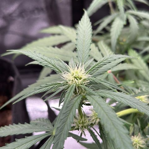 Orion F1 #2 growlog timeline photo
