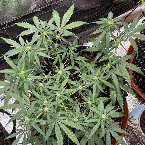Orion F1 #2 growlog timeline photo