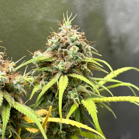 Trainwreck Auto growlog timeline photo