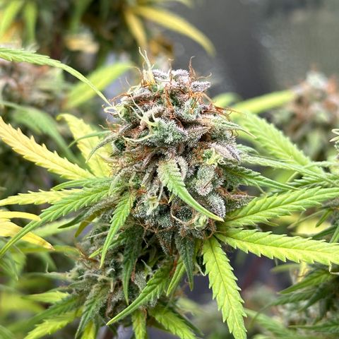 Trainwreck Auto growlog timeline photo