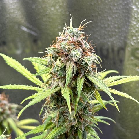 Trainwreck Auto growlog timeline photo