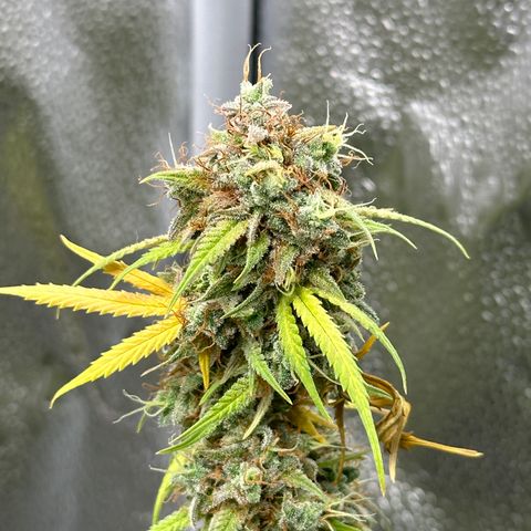 Trainwreck Auto growlog timeline photo